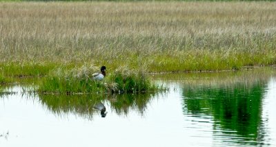 _DSC0060- Composition