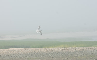 _DSC0047. Gulls In The Mist