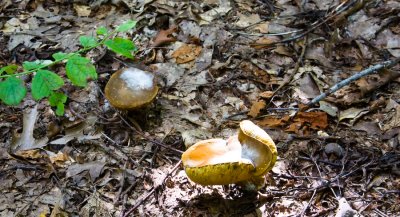 _DSC0025. 'Shrooms IV