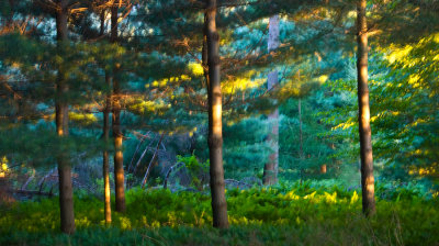 _DSC0011.jpg