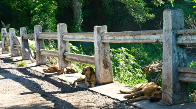 _DSC0272. Dogs On A Bridge