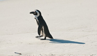 _DSC0402. ... Penguins