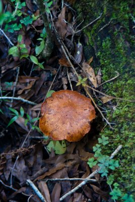 _DSC0078.