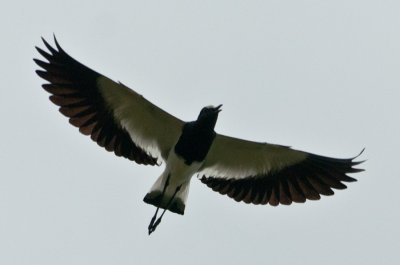 _DSC0041.