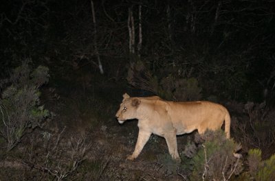  On Safari - Port Elizabeth, South Africa - Night