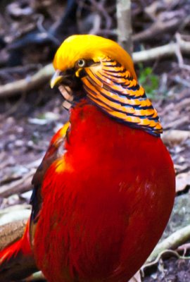 _DSC0007. Golden Pheasant - chrysolophaps pictus