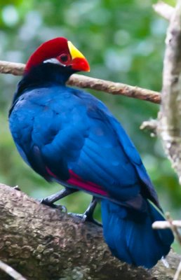 _DSC0017. Violet Turaco - musophaga violacea