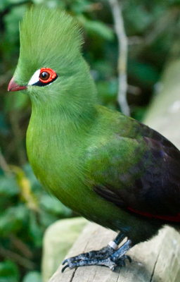 _DSC0053. Green Turaco tutaco persa