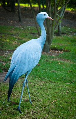 _DSC0094-2. Blue Crane - anthropoides paradiseus