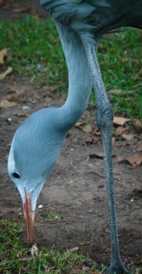 _DSC0096-2. National Bird Of South Africa