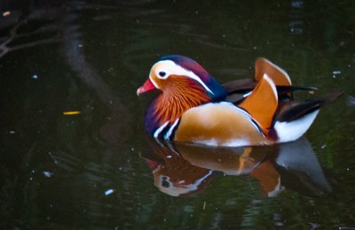 _DSC0097-2. Mandarin Duck - aix galericulata