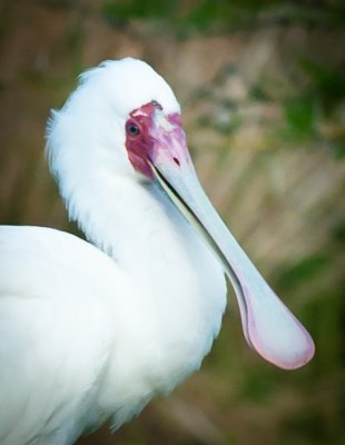 _DSC0102-2-2. African Spoonbill - platalea alba