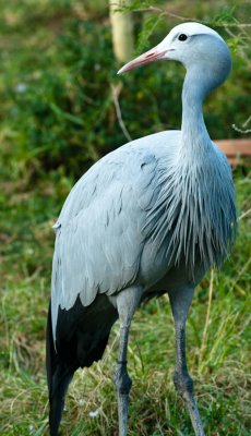 _DSC0113-2. Blue Crane