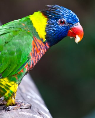 _DSC0231. Green-Naped Lorikeet