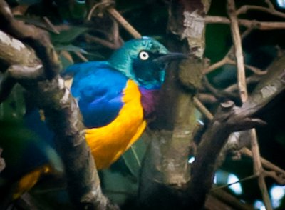 _DSC0051. Royal/Golden Breasted Starling - cosmopsarus regius