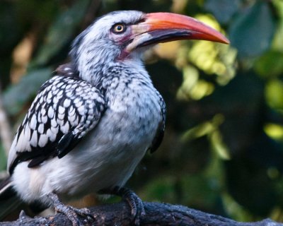 _DSC0067-2. Southern Yellow Billed Hornbill - tockus leucomelas