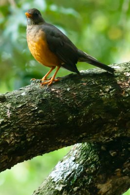 _DSC0038. Olive Thrush - turdus olivacues