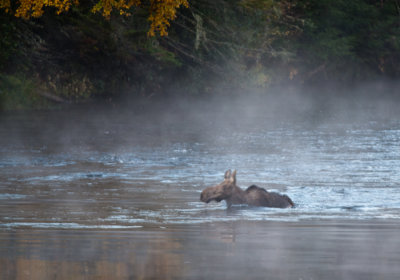 DSC_0018. Moose In The Mist - Errol, NH