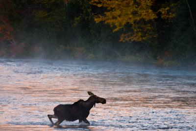 DSC_0021. Moose In The Mist II - Errol, NH