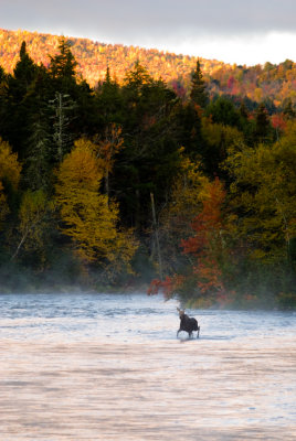 DSC_0022-2. Moose In The Mist III - Errol, NH