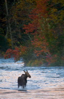 DSC_0023. Moose In The Mist III - Errol NH