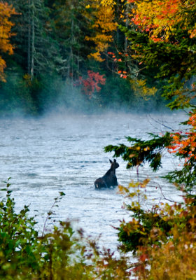 DSC_0026. Moose In The Mist V - Errol NH