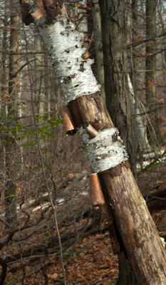_DSC0020.jpg