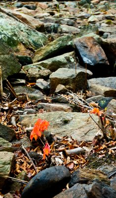 _DSC0044.jpg