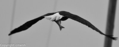DSC_0676.jpg