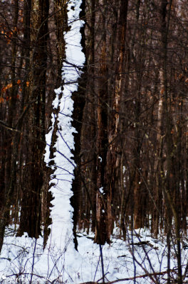 CLM_1922. Up A Tree