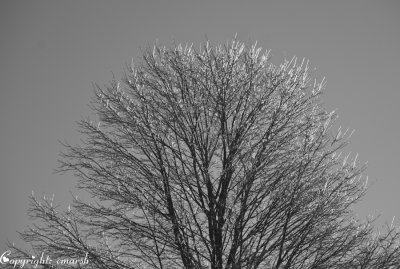 CLM_2494. Sunrise II