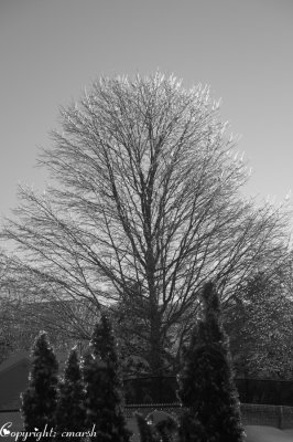 CLM_2496. Sunrise III