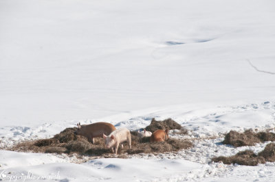 CLM_2511. Pigs In A Blanket