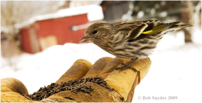 Hungry Pine Siskins will feed from your hand.