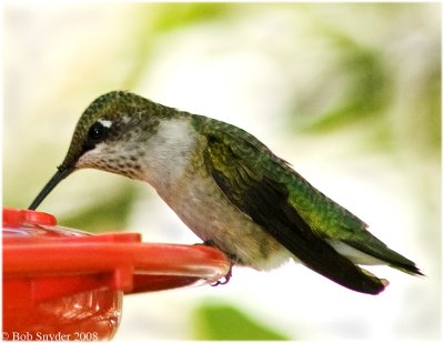 Immature male Ruby-throated Hummingbird begins feeding.