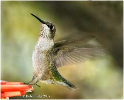 Immature male:  Ruby-throated Hummingbird