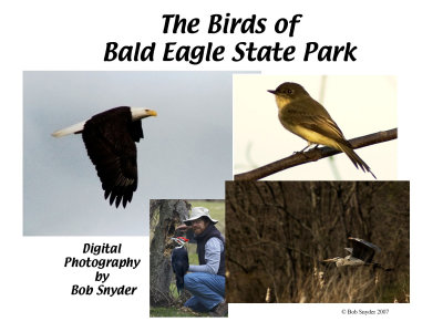 Birds of Bald Eagle State Park: Slide show