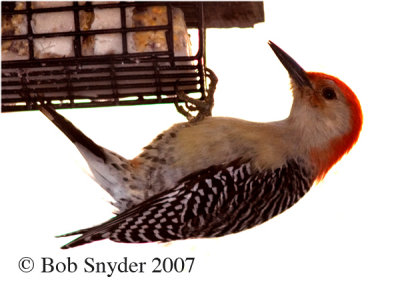 Redbellied Woodpecker 1282.jpg
