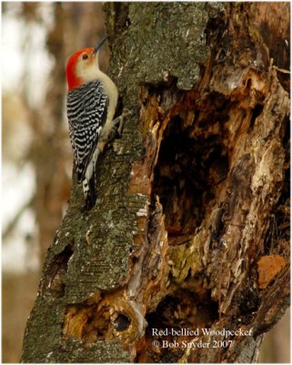 Redbellied Woodpecker on trunk.jpg