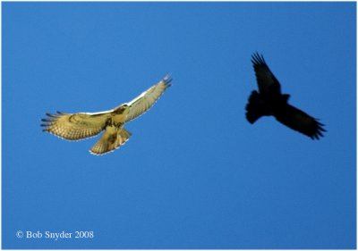 Redtail and Crow 557.jpg