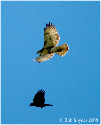 Redtail and Crow 585.jpg