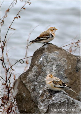 Snow Buntings sure are handsome birds.