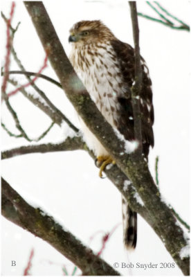 Immature Cooper's Hawk at Bald Eagle State Park, PA