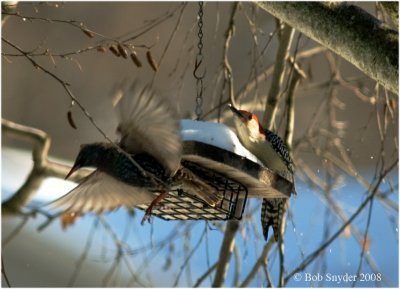 Red-bellied Woodpecker has European Starling on the run!!!