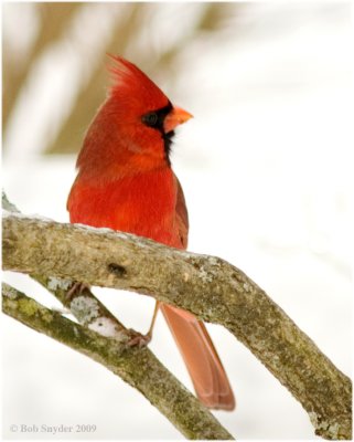 Male Northern Cardinal.