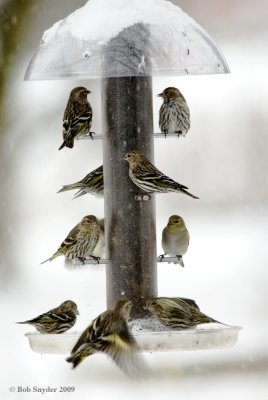 Pine Siskins and an American Goldfinch at the feeder.