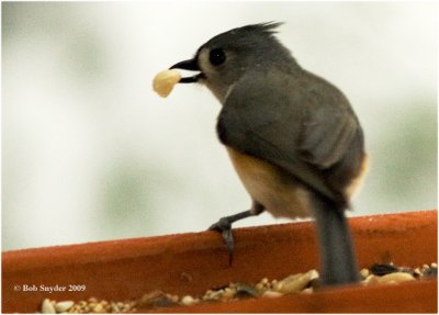 Titmice eat black oil sunflower seeds and really like peanuts.