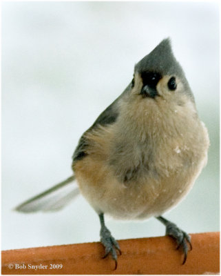 Tufted Titmouse: a PA breeding bird and resident.