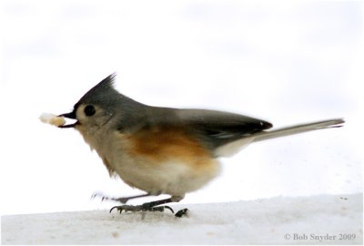Tufted Titmouse with crest raised!