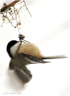 Chickadees are very acrobatic and often feed upside down.
